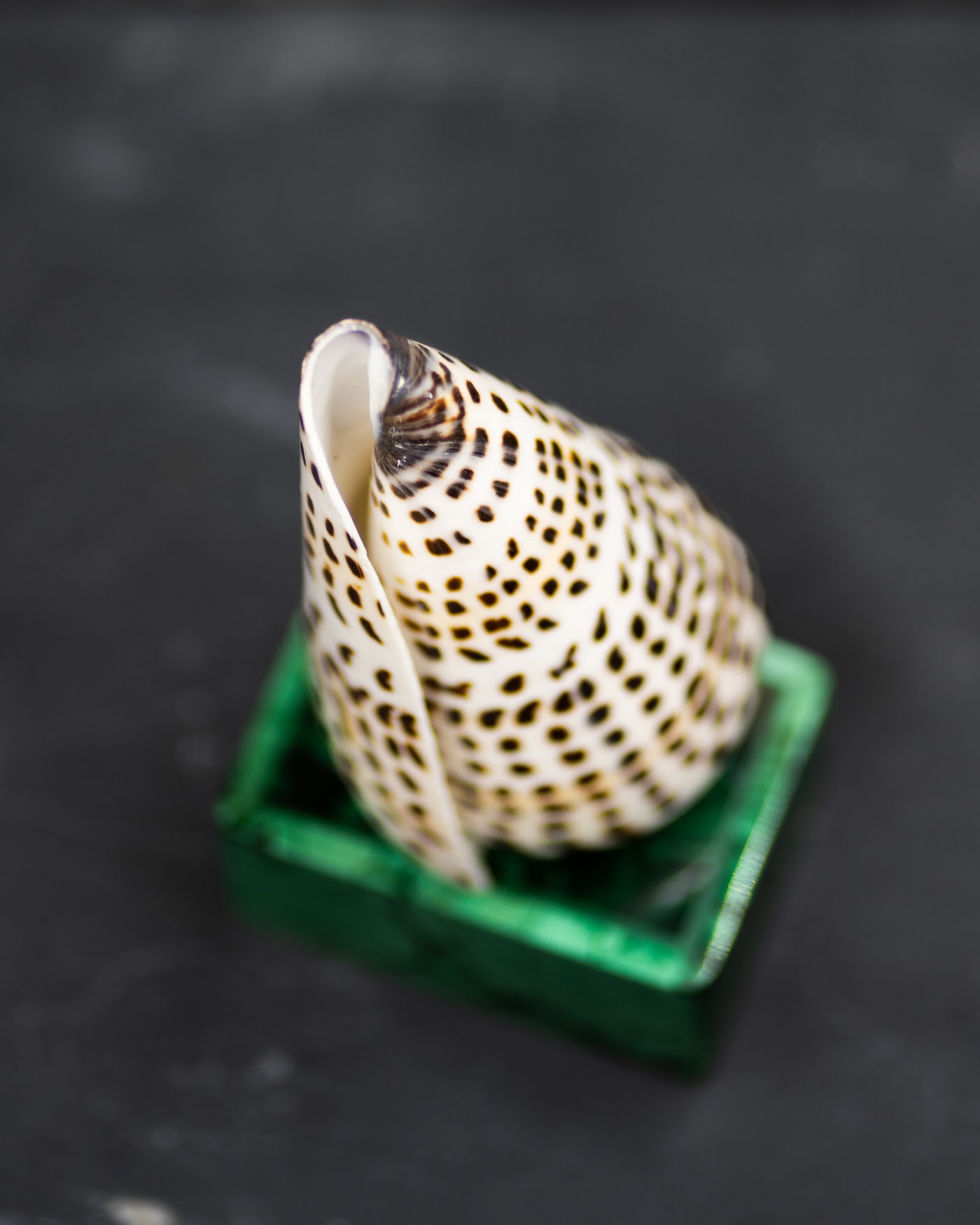 Conchiglia da collezione su malachite